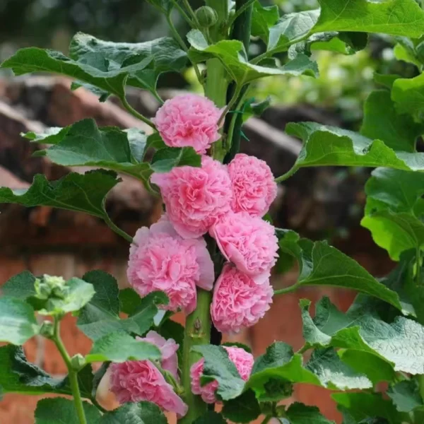 DOUBLE HOLLYHOCK SEEDS - Image 2