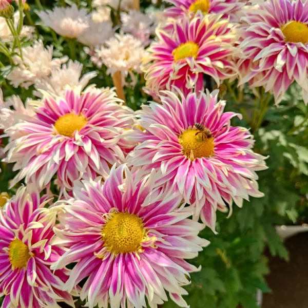 RARE TREASURE CHRYSANTHEMUM SEEDS