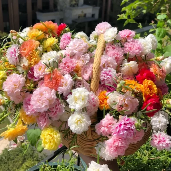 10000 PCS MUTI-COLOR DOUBLE PETAL SUNFLOWER SEEDS - Image 5