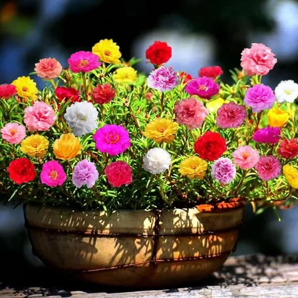 10000 PCS MUTI-COLOR DOUBLE PETAL SUNFLOWER SEEDS - Image 3