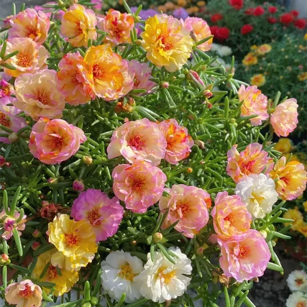 10000 PCS MUTI-COLOR DOUBLE PETAL SUNFLOWER SEEDS