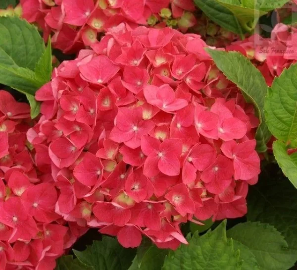 HYDRANGEA SEED BONSAI FLOWER SEEDS HYDRANGEA PERENNIAL GARDEN HOME - Image 2