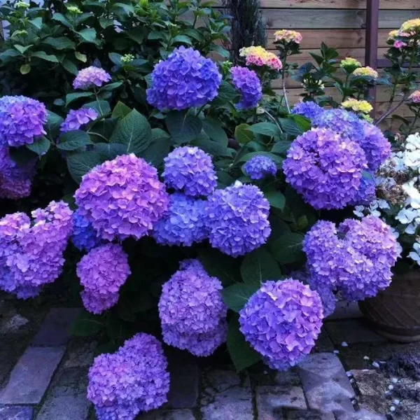 HYDRANGEA SEED BONSAI FLOWER SEEDS HYDRANGEA PERENNIAL GARDEN HOME - Image 5