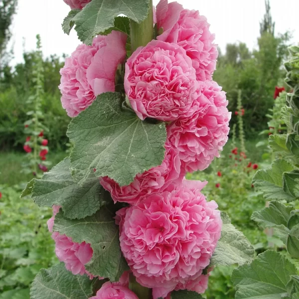 DOUBLE HOLLYHOCK SEEDS - Image 4