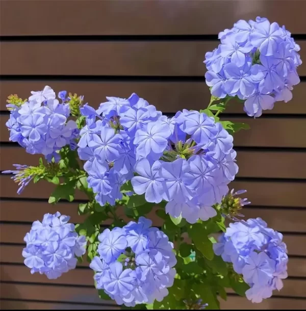 💙BLUE SNOWFLAKE SEEDS—SKY FLOWER - Image 2