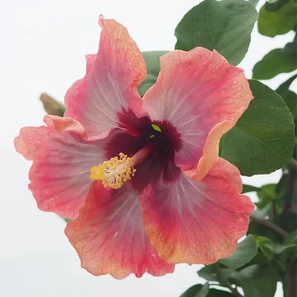 GIANT OMBRE HIBISCUS EXOTIC CORAL FLOWERS SEEDS - Image 2