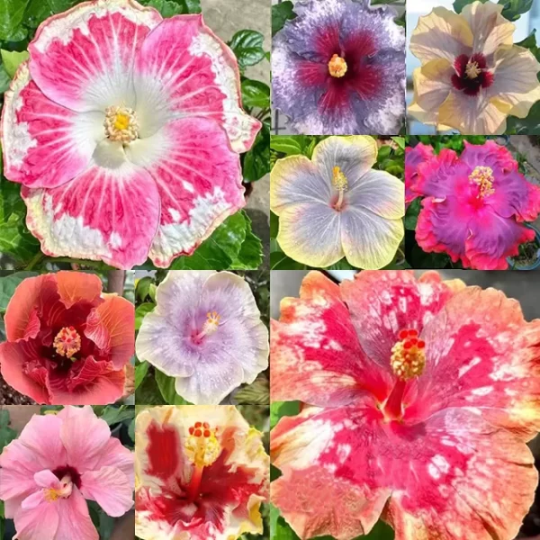 GIANT OMBRE HIBISCUS EXOTIC CORAL FLOWERS SEEDS - Image 4