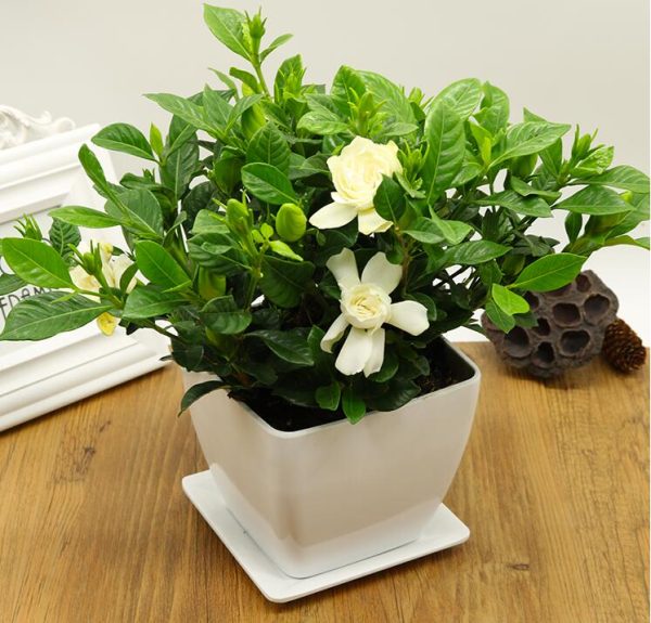 CAPE JASMINE SEEDS - Image 3