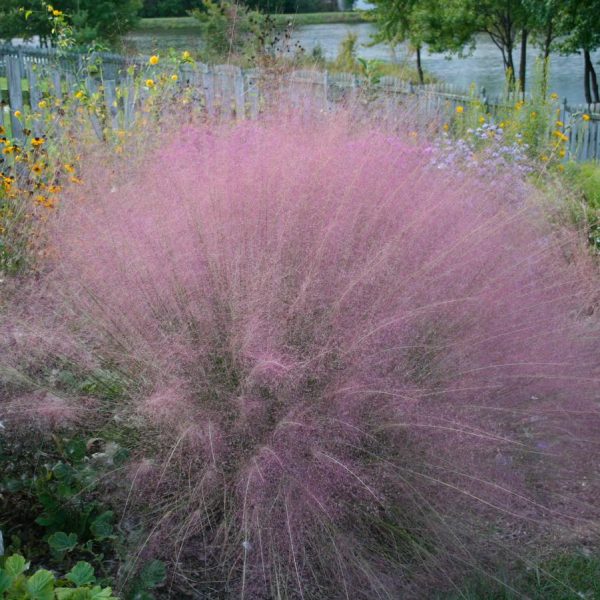 100PCS MUHLENBERGIA CAPILLARIS - Image 6