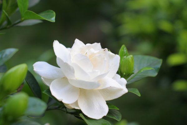 CAPE JASMINE SEEDS - Image 2