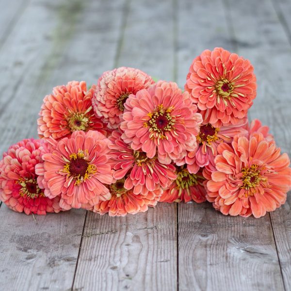 ORDER 50 SEEDS LOVELY GIANT SALMON ROSE ZINNIAS SEEDS - Image 4