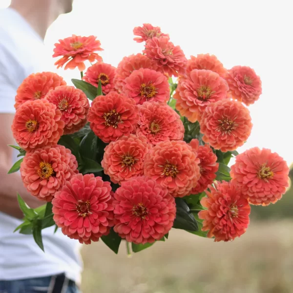 ORDER 50 SEEDS LOVELY GIANT SALMON ROSE ZINNIAS SEEDS - Image 3