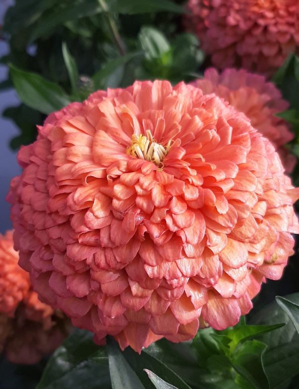 ORDER 50 SEEDS LOVELY GIANT SALMON ROSE ZINNIAS SEEDS