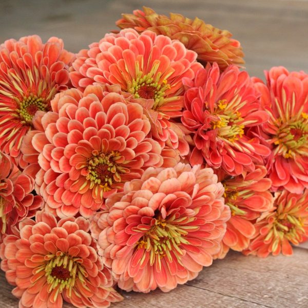 ORDER 50 SEEDS LOVELY GIANT SALMON ROSE ZINNIAS SEEDS - Image 2