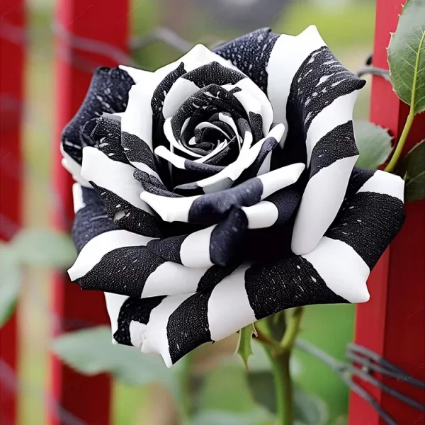 RARE BLACK & WHITE ROSE - Image 2