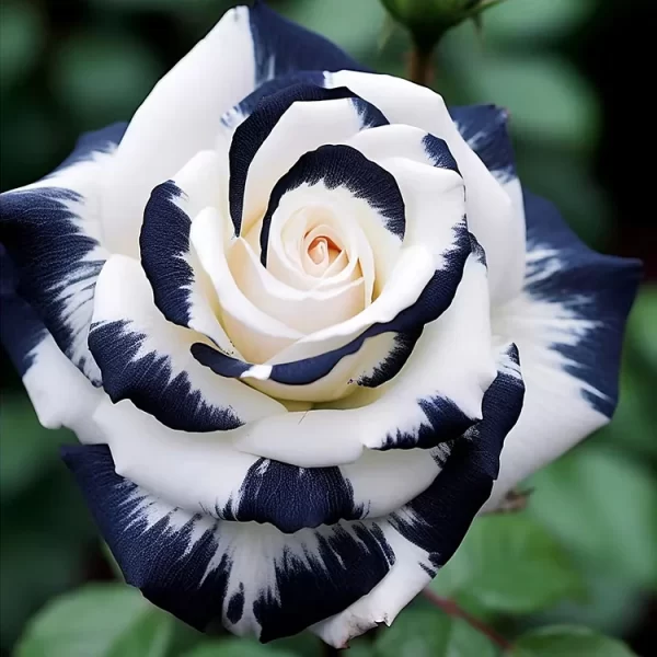 RARE BLACK & WHITE ROSE - Image 5