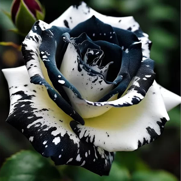 RARE BLACK & WHITE ROSE - Image 3