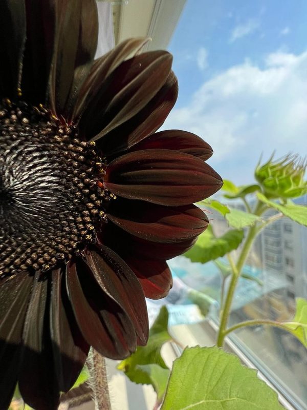 RARE BLACK SUNFLOWER SEEDS - Image 5