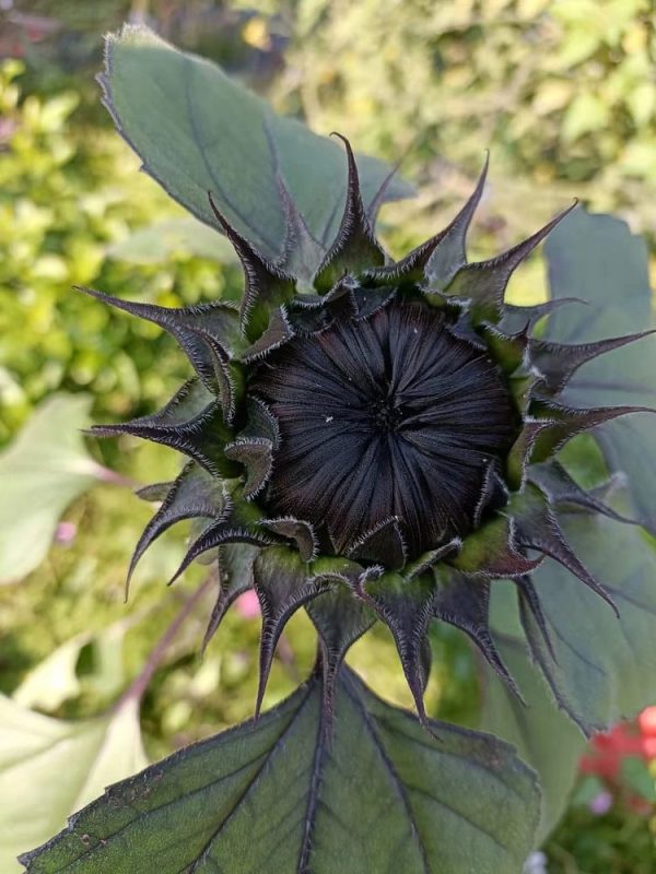 RARE BLACK SUNFLOWER SEEDS - Image 4