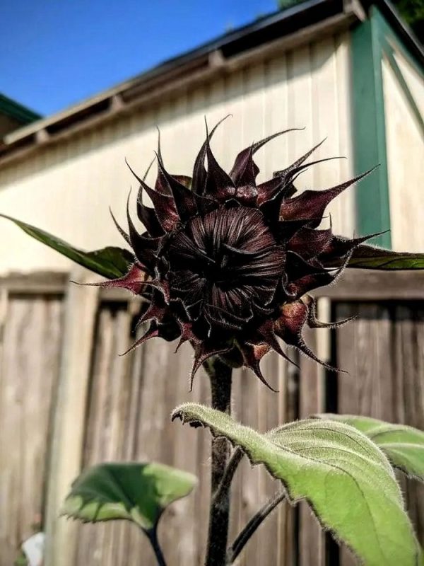 RARE BLACK SUNFLOWER SEEDS - Image 3