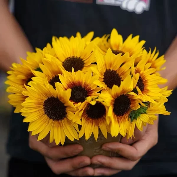 SUNFLOWER BONSAI FLOWERING MACHINE, GLORIOUS YEARS - Image 5