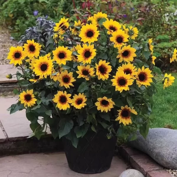 SUNFLOWER BONSAI FLOWERING MACHINE, GLORIOUS YEARS - Image 2