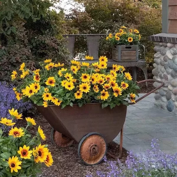 SUNFLOWER BONSAI FLOWERING MACHINE, GLORIOUS YEARS - Image 3