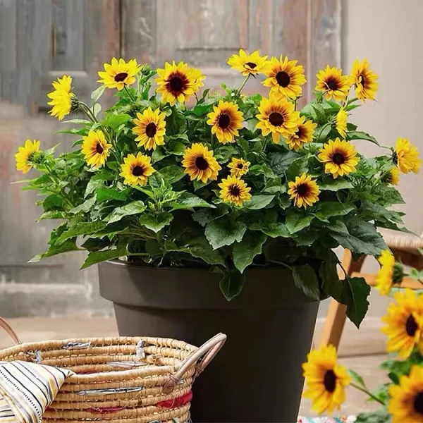 SUNFLOWER BONSAI FLOWERING MACHINE, GLORIOUS YEARS