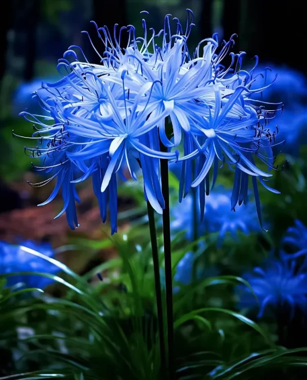 HIGANBANA SPIDER LILY EQUINOX FLOWER BULBS