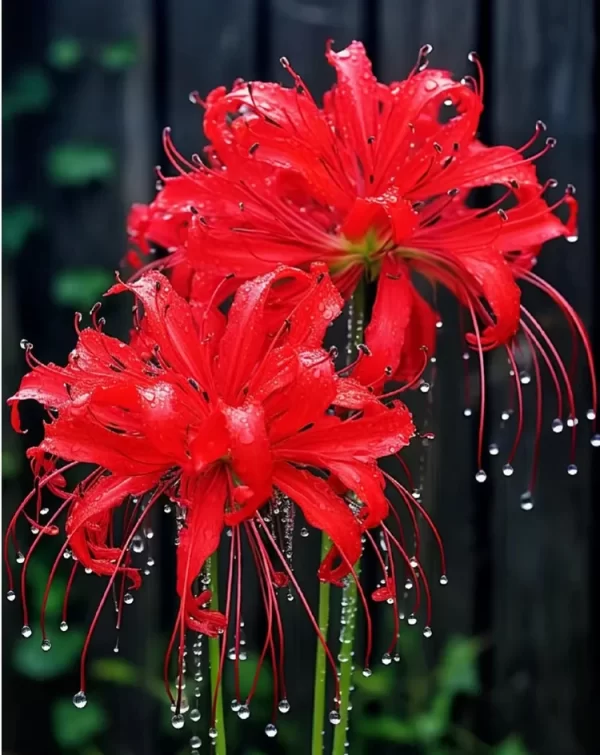 HIGANBANA SPIDER LILY EQUINOX FLOWER BULBS - Image 6