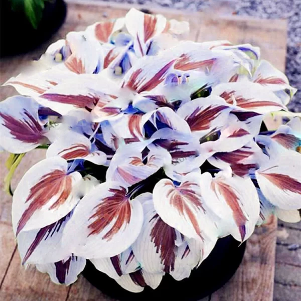 MIXED HOSTA PERENNIALS FLOWER RARE WHITE LACE LILY SEEDS