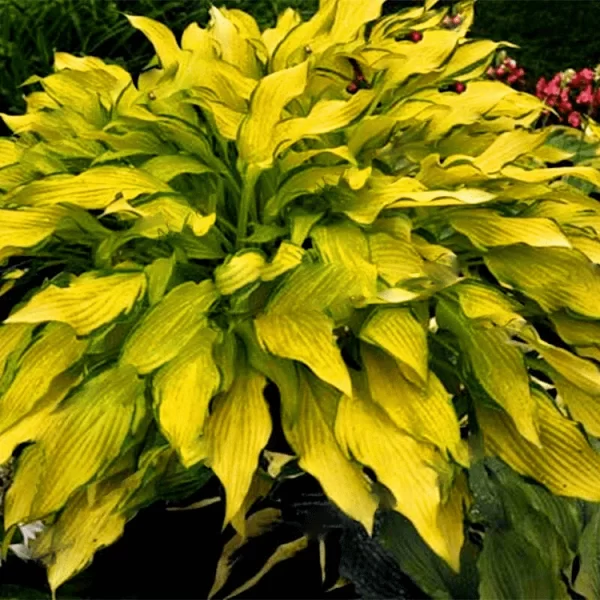 MIXED HOSTA PERENNIALS FLOWER RARE WHITE LACE LILY SEEDS - Image 4