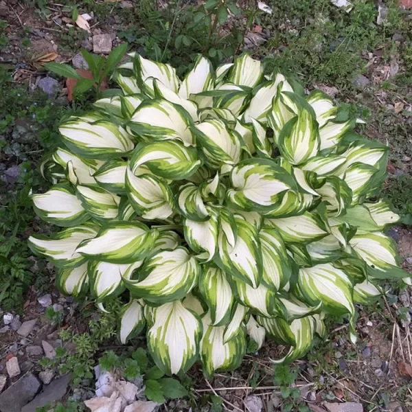 MIXED HOSTA PERENNIALS FLOWER RARE WHITE LACE LILY SEEDS - Image 3