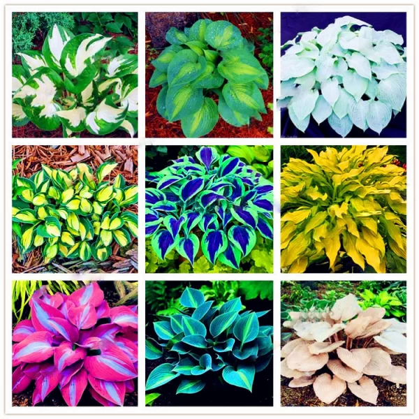 MIXED HOSTA PERENNIALS FLOWER RARE WHITE LACE LILY SEEDS - Image 2