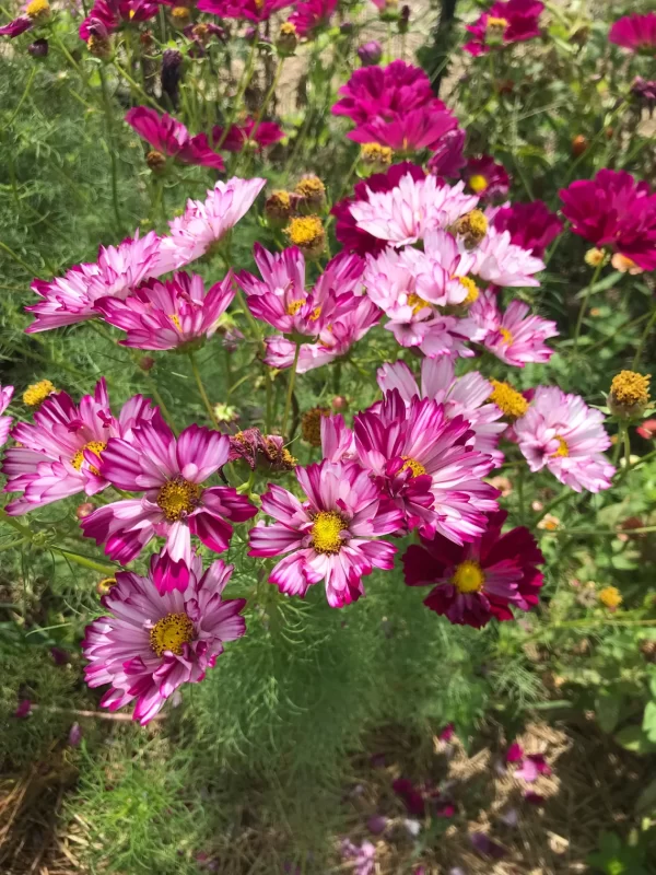 🌸DOUBLE COSMOS SEEDS-FLOWER OF HAPPINESS - Image 2