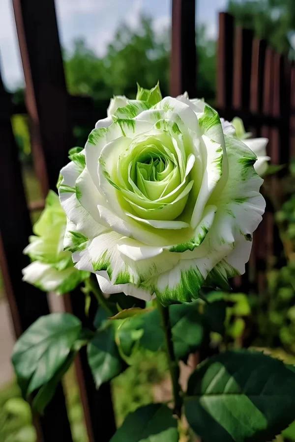 🤍RARE WHITE AND GREEN TWIN ROSES💚 - Image 2