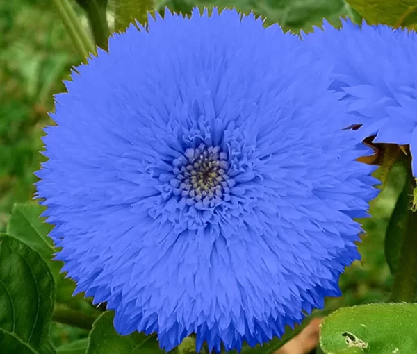 Blue Teddy Bear Sunflower Seeds - Image 2