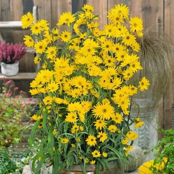 GIANT MAXIMILLIAN SUNFLOWER SEEDS - PERENNIAL SUNFLOWER - Image 2