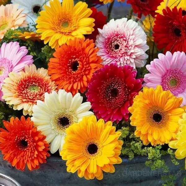 MIXED GERBERA FLOWER SEEDS