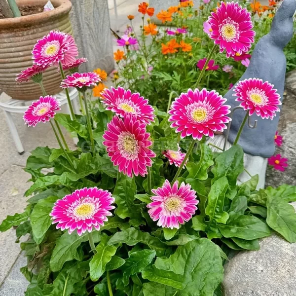 MIXED GERBERA FLOWER SEEDS - Image 2