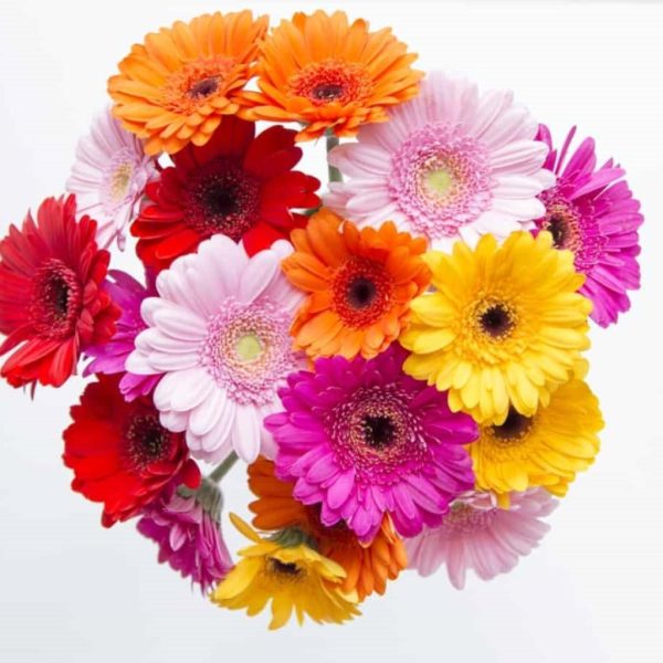 MIXED GERBERA FLOWER SEEDS - Image 6