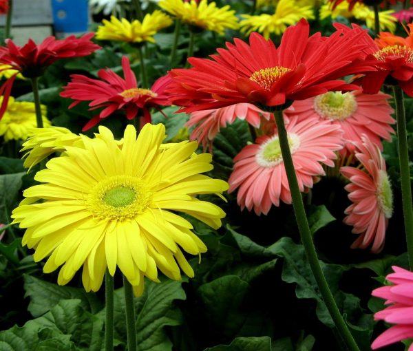 MIXED GERBERA FLOWER SEEDS - Image 4