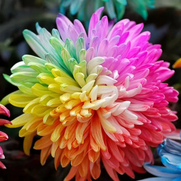 RARE RAINBOW CHRYSANTHEMUM GARDEN MUMS SEEDS