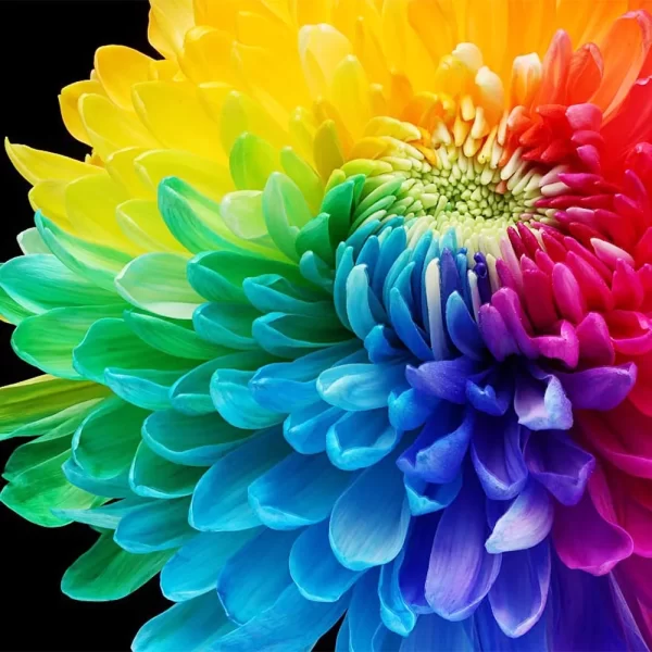 RARE RAINBOW CHRYSANTHEMUM GARDEN MUMS SEEDS - Image 4