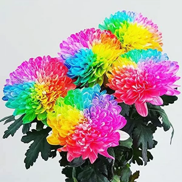 RARE RAINBOW CHRYSANTHEMUM GARDEN MUMS SEEDS - Image 3