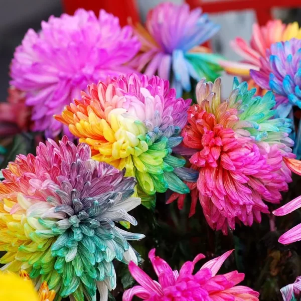 RARE RAINBOW CHRYSANTHEMUM GARDEN MUMS SEEDS - Image 2