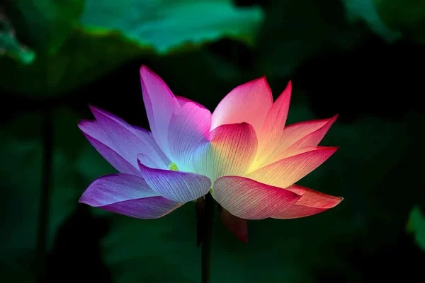 10 RARE RAINBOW LOTUS SEEDS - BOWL WATER LILY HYDROPONIC PLANTS - FAST GROWING - Image 4