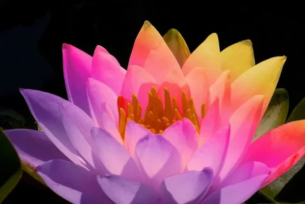 10 RARE RAINBOW LOTUS SEEDS - BOWL WATER LILY HYDROPONIC PLANTS - FAST GROWING