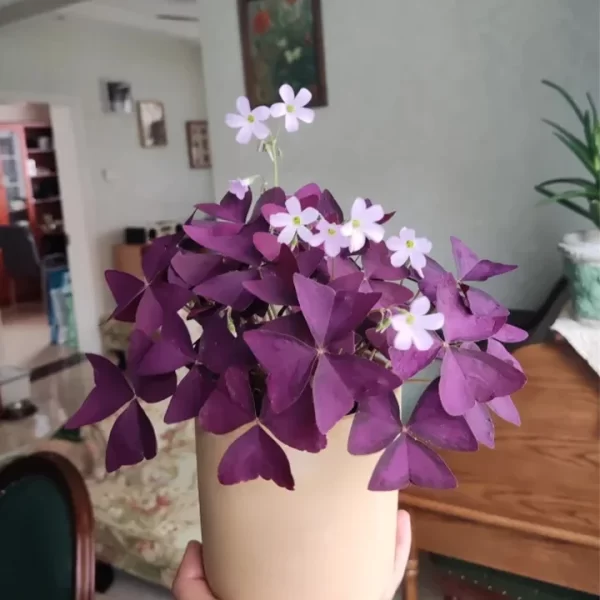 10PCS OXALIS TRIANGULARIS PURPLE SHAMROCK GOOD LUCK PLANT - Image 5