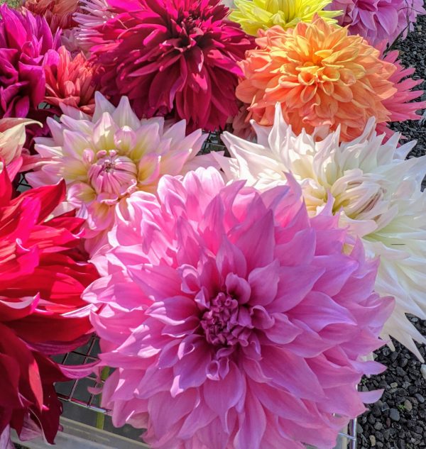 DAHLIA DOUBLE MIX RAINBOW COLOUR DECORATE YOUR GARDEN - Image 3